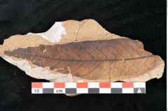 Foto (Detailansicht) von Plantae indet.  (NHMW-GEO-2024-0188-11547)